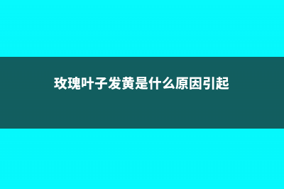 玫瑰叶子发黄怎么办 (玫瑰叶子发黄是什么原因引起)