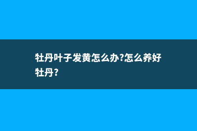 牡丹叶子发黄怎么办 (牡丹叶子发黄怎么办?怎么养好牡丹?)