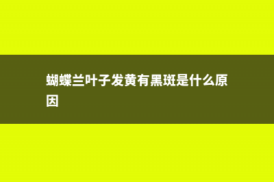 蝴蝶兰叶子发黄怎么办 (蝴蝶兰叶子发黄有黑斑是什么原因)