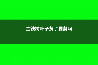 金钱树叶子黄了怎么办 (金钱树叶子黄了要剪吗)