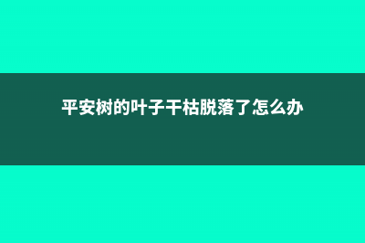 平安树的叶子“皱巴巴”，4个小方法，帮它恢复往日生机！ (平安树的叶子干枯脱落了怎么办)