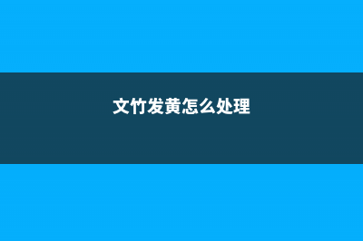 “文竹”发黄怎么办？教你“4招”，还文竹一个翠绿样貌 (文竹发黄怎么处理)