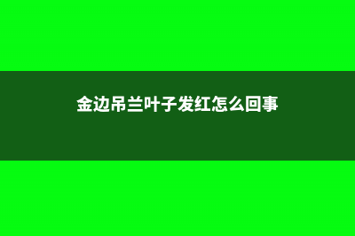 金边吊兰叶子发黄怎么办 (金边吊兰叶子发红怎么回事)