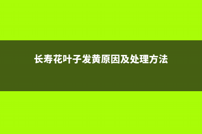 长寿花叶子发黄发软怎么办 (长寿花叶子发黄原因及处理方法)