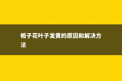 栀子花叶子发黄干枯怎么办 (栀子花叶子发黄的原因和解决方法)