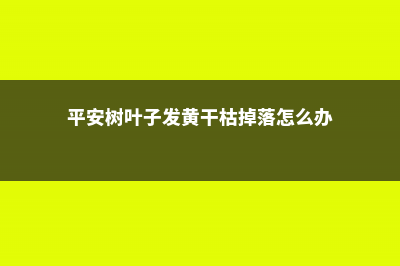 平安树叶子发黄掉落怎么办 (平安树叶子发黄干枯掉落怎么办)