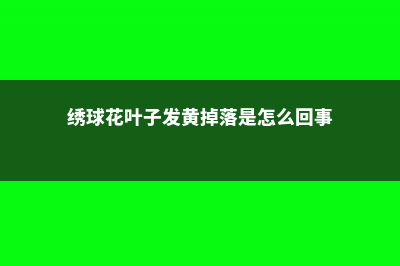 绣球花叶子发黄边缘干枯怎么办 (绣球花叶子发黄掉落是怎么回事)