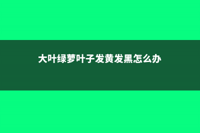 大叶绿萝叶子发黄怎么办 (大叶绿萝叶子发黄发黑怎么办)