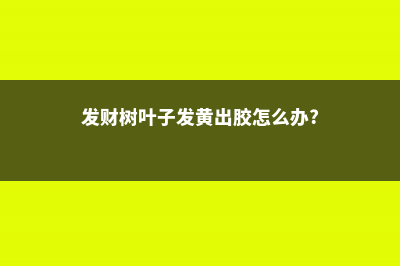 发财树叶子发黄怎么办 (发财树叶子发黄出胶怎么办?)