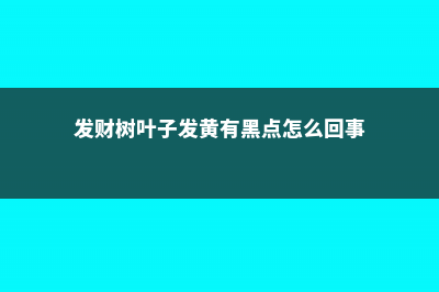 发财树叶子发黄要剪掉吗 (发财树叶子发黄有黑点怎么回事)