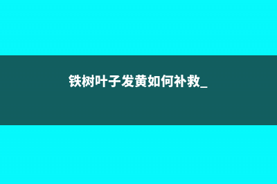 铁树叶子发黄如何补救 