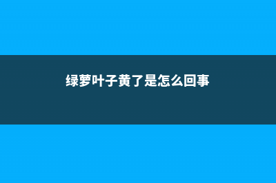 绿萝叶子发黄要剪掉吗 (绿萝叶子黄了是怎么回事)