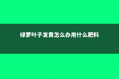 绿萝叶子发黄怎么回事 (绿萝叶子发黄怎么办用什么肥料)