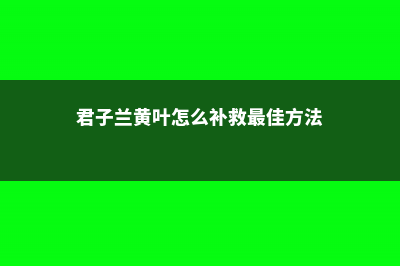 君子兰黄叶怎么办 (君子兰黄叶怎么补救最佳方法)