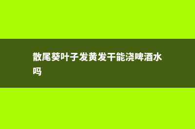 散尾葵叶子发黄怎么办 (散尾葵叶子发黄发干能浇啤酒水吗)