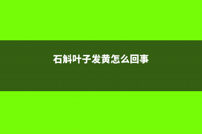 石斛叶子发黄怎么办 (石斛叶子发黄怎么回事)