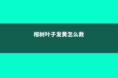 榕树叶子发黄怎么办 (榕树叶子发黄怎么救)