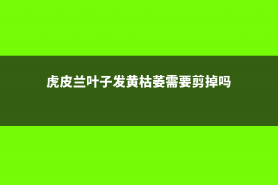 虎皮兰叶子发黄怎么办 (虎皮兰叶子发黄枯萎需要剪掉吗)