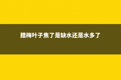 腊梅叶子像烧焦怎么办 (腊梅叶子焦了是缺水还是水多了)