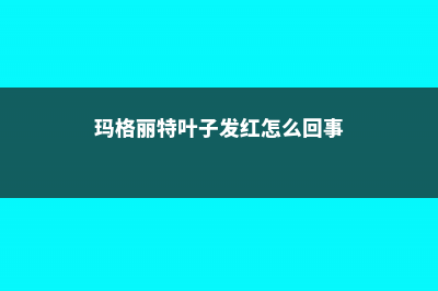 玛格丽特叶子发黄怎么办 (玛格丽特叶子发红怎么回事)