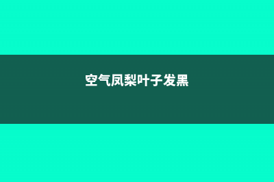 空气凤梨叶子发黄怎么办 (空气凤梨叶子发黑)