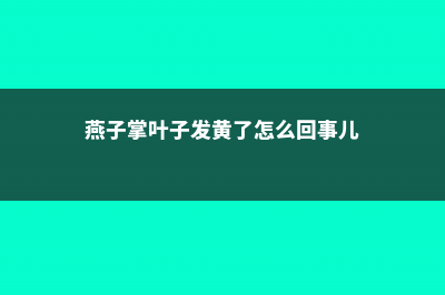 燕子掌叶子发黄怎么办 (燕子掌叶子发黄了怎么回事儿)