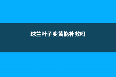 球兰叶子发黄怎么办 (球兰叶子变黄能补救吗)