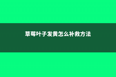 草莓叶子发黄怎么办 (草莓叶子发黄怎么补救方法)