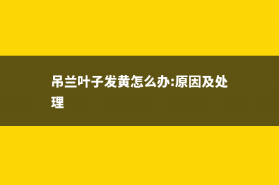 吊兰叶子发黄怎么办 (吊兰叶子发黄怎么办:原因及处理)