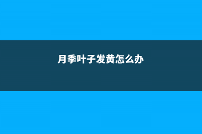 月季叶子发黄怎么办 (月季叶子发黄怎么办)