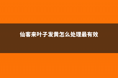 仙客来叶子发黄怎么办 (仙客来叶子发黄怎么处理最有效)