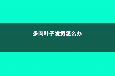 多肉叶子发黄怎么办 (多肉叶子发黄怎么办)