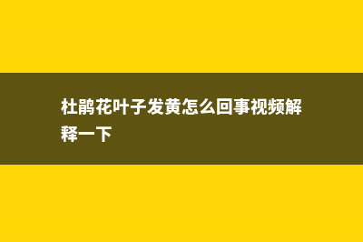 杜鹃花叶子发黄怎么办 (杜鹃花叶子发黄怎么回事视频解释一下)