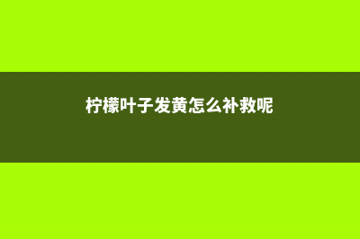 柠檬叶子发黄怎么办 (柠檬叶子发黄怎么补救呢)