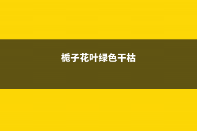 栀子绿萝…又发黄？学2招，立马绿得冒油，蹭蹭疯长！ (栀子花叶绿色干枯)