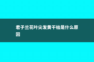 君子兰叶子发黄怎么办 (君子兰花叶尖发黄干枯是什么原因)