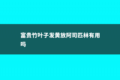 富贵竹叶子发黄怎么办 (富贵竹叶子发黄放阿司匹林有用吗)