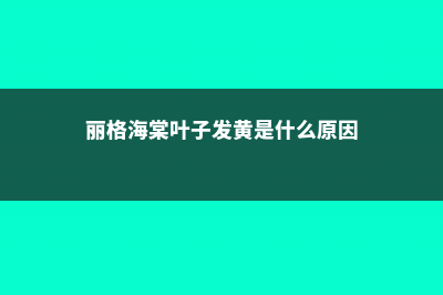 丽格海棠叶子发黄怎么办 (丽格海棠叶子发黄是什么原因)