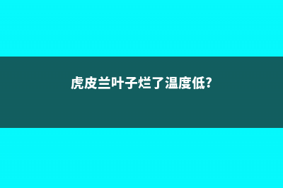 虎皮兰叶子烂了怎么办 (虎皮兰叶子烂了温度低?)