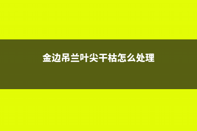 金边吊兰叶尖干枯怎么办 (金边吊兰叶尖干枯怎么处理)