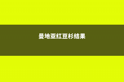 曼地亚红豆杉黄化的原因及解决方法 (曼地亚红豆杉结果)