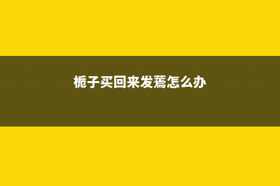 刚买的栀子总发黄？学1招，3天黄叶变绿叶，花朵咕噜噜冒！ (栀子买回来发蔫怎么办)