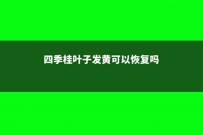 四季桂叶子发黄怎么办 (四季桂叶子发黄可以恢复吗)