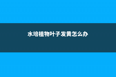 叶子发黄怎么办？教你几招，叶子绿的发光！ (水培植物叶子发黄怎么办)