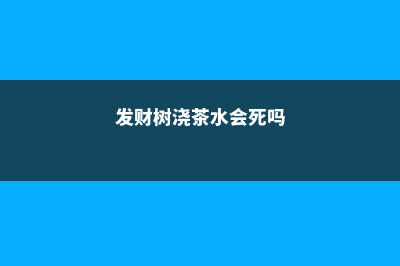 发财树茶花...发黄掉叶子，小心直接死翘翘！ (发财树浇茶水会死吗)