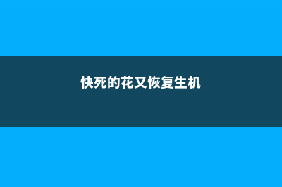 快死的花别扔，1刀咔咔剪秃了，立马爆盆不黄叶！ (快死的花又恢复生机)