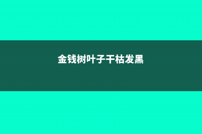 金钱树叶子干枯怎么办 (金钱树叶子干枯发黑)