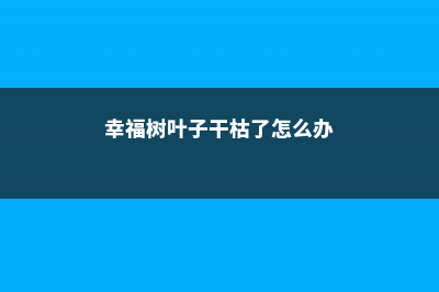 幸福树叶子干枯怎么办 (幸福树叶子干枯了怎么办)