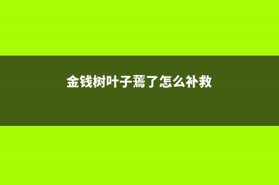 金钱树叶子蔫了怎么办 (金钱树叶子蔫了怎么补救)