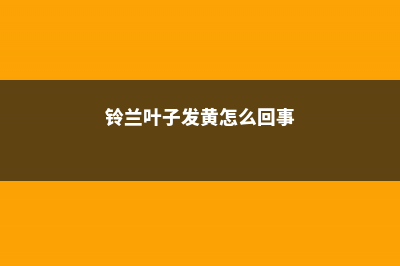 铃兰叶子发黄，是你养护不当，补救时机不要错过 – (铃兰叶子发黄怎么回事)